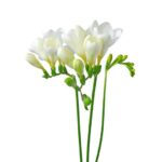 Freesia Petals
