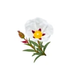 French Labdanum