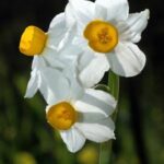 French Narcissus