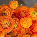 French Orange Flower
