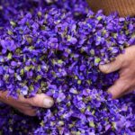 French Violet