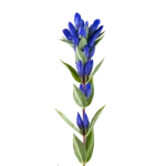 Gentiana