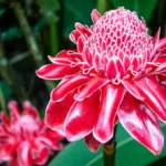 Ginger Flower
