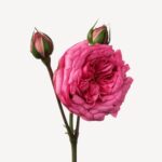 Grasse Rose