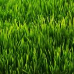 Green Grass