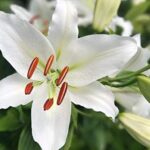 Green Lily