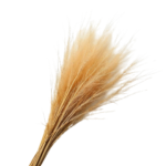 Haitian Vetiver