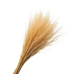 Haitian Vetiver