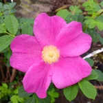 Hamanasu Or Japanese Rose
