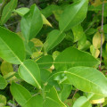 Hatkora Lemon