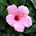 Hibiscus Blossom