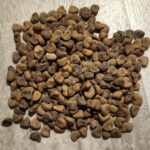 Hibiscus Seed