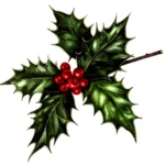 Holly