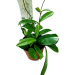 Hoya Carnosa