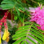 Indian Mimosa
