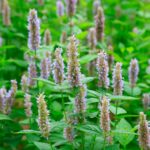 Indian Patchouli