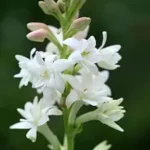 Indian Tuberose