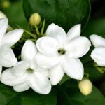 Indonesian Jasmine