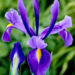 Iris Flower