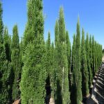 Italian Cypress