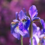 Italian Iris