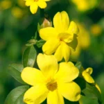 Italian Jasmine