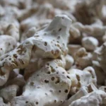 Italian Orris Root