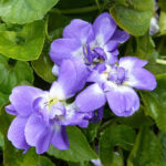 Italian Violet