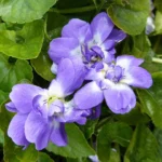 Italian Violet
