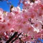 Japanese Cherry Blossom