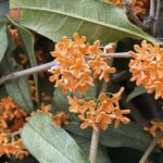 Japanese Osmanthus