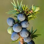 Juniper Berries