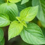 Lantana Leaves