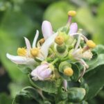 Lime Blossom
