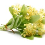 Linden Blossom