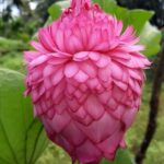 Lotus Petals