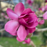 Magnolia Petals