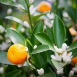 Mandarin Blossom