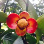 Mangosteen Blossom