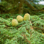 Moroccan Cedar