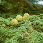 Moroccan Cedar