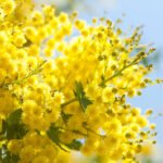 Moroccan Mimosa