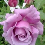 Moroccan Rose