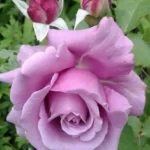 Moroccan Rose