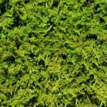 Moss