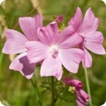 Musk Mallow