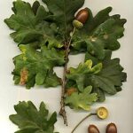 Oak Tree
