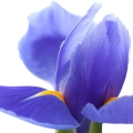Orris