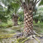 Palm Tree