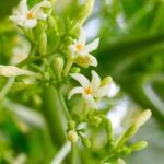 Papaya Flower